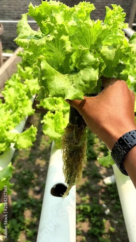 Person Holding Fresh Green Lettuce Plant In A Hydroponic Vertical Farm Setup With Natural Sunlight