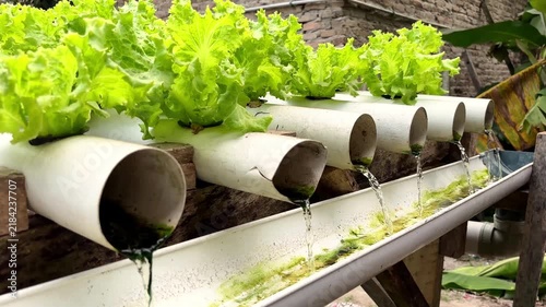 Fresh Green Lettuce Growing In A Hydroponic Plastic Pipe System