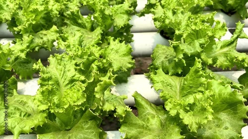 Fresh Green Lettuce Growing In A Hydroponic Farm System