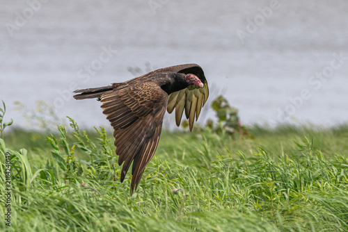 Foto Turkey vulture flies low over the ground.