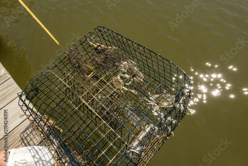 Принти на полотні Solomons, Maryland USA A crab net with caught crabs is raised and lowered into the murky Patuxent River water from a pier