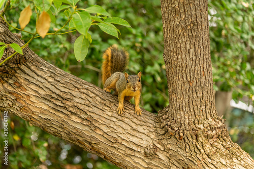 Cute squirrel sitting in a tree, Los Angeles, Southern California