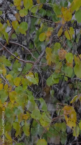 Vertical video: snow falling, large and small snowflakes. Tree branches with green leaves in background. Snowy weather. Selective focus with bokeh effect. Abstract beginning of winter scene
