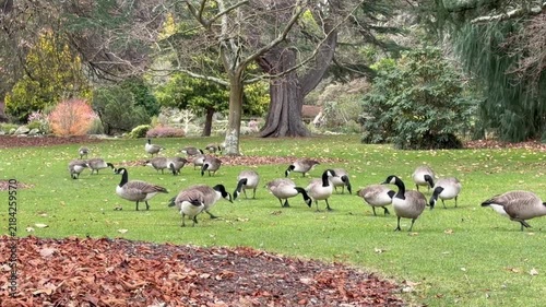 Canada geese flock grazing on green lawn in autumn park with fallen leaves, mature trees, distant people, and calm outdoor atmosphere