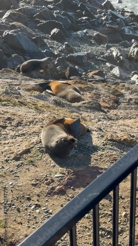 Three seals resting on sunlit rocky shoreline beside tidal pools, with observatory railing in foreground and calm sea with distant surf on horizon