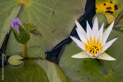 Canvastavla two water lilys in the pond