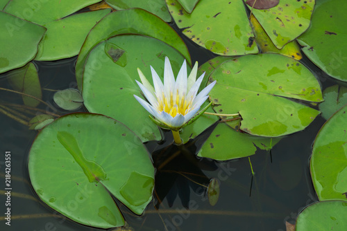 Foto water lily in a pond