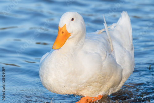 Photography Pekin Duck posing at Garden Lake in Rome Georgia.
