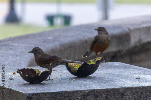 Fotografía Rufous-bellied thrushes eating avocado on stone bench