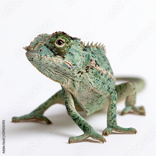 Cuban false chameleon poses on white background during professional studio session with captive animal.