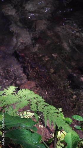Vertical Shot of Sunlit Green Fern Leaves with Clear Flowing River Background