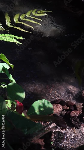 Vertical Shot of Sunlit Green Leaves Swaying with Dark River Stream Background