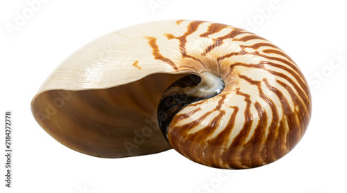 Nautilus shell isolated on white background, spiral sea shell with brown striped pattern, natural marine specimen for science and biology design