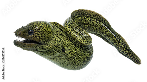 Green moray eel isolated on a white background. Wild marine predator with sharp teeth