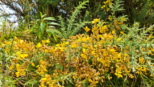 Obraz na płótnie Flowering small gorse (Ulex parviflorus) shrub, showing the intense yellow color of its flowers and its characteristic plant structure