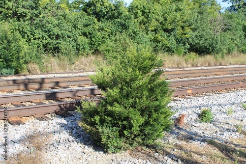 Single eastern red cedar tree growing in a railroad hellstrip next to train tracks