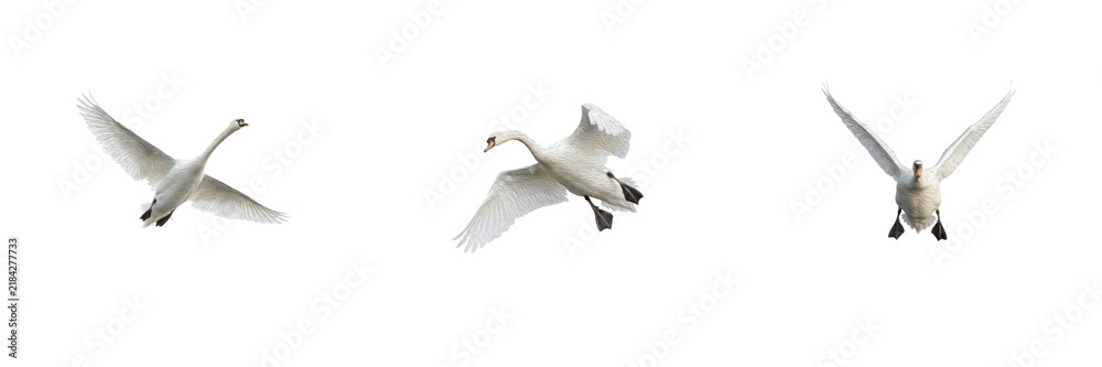 Obraz premium Set of mute swans flying isolated on white background, elegant white waterbird in motion with spread wings, dynamic animal wildlife nature stock PNG cutout graphic elements for creative design project