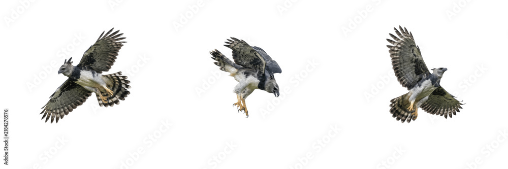 Fototapeta premium Set of ornate hawk-eagles flying isolated on white background, crested raptor bird in motion with spread wings, dynamic animal wildlife nature stock PNG cutout graphic elements for creative design pro