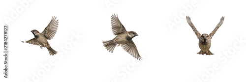 Принти на полотні Set of cute small sparrows flying isolated on white background, house sparrow bi