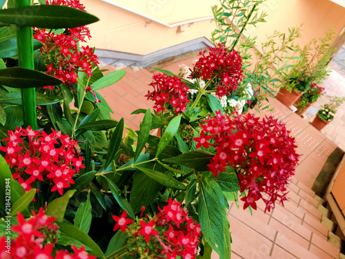 ペンタスの花と階段