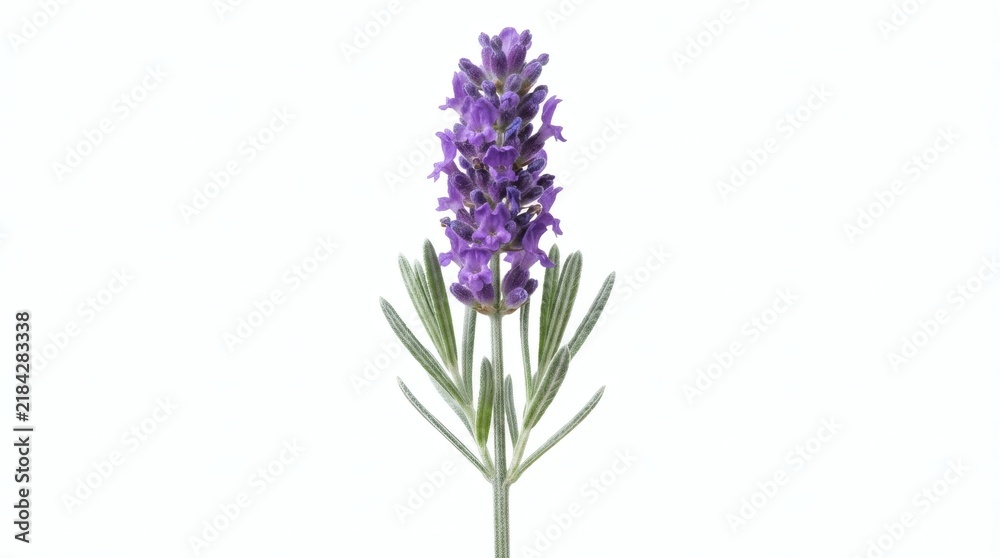 Obraz premium Single sprig of purple lavender flower with green leaves isolated on a pure white background for beauty and wellness concepts