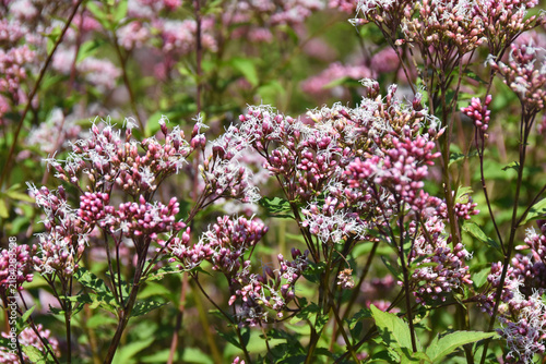 Tapety artystyczne 秋の七草フジバカマ、いにしえからの日本の草花