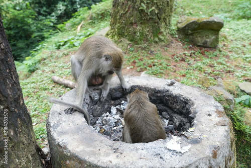 Obraz na plátně monkey in the zoo