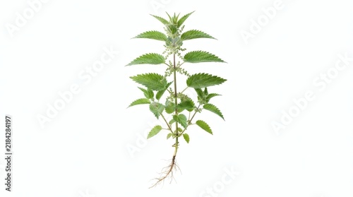 Vibrant green nettle plant specimen with intact roots, isolated on a clean white background, showcasing its natural botanical details and healthy organic growth