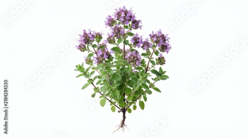 Fresh aromatic oregano herb plant with small purple flowers isolated on a white background for culinary and medicinal gardening photography
