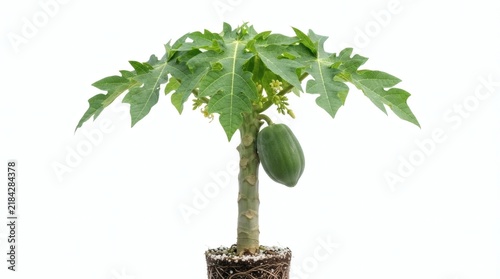 Small papaya tree with green papaya fruit and leaves isolated on white background