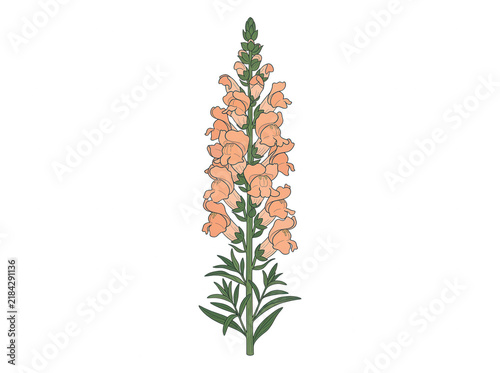 Illustrazione botanica vettoriale di un fiore di bocca di leone color pesca con stelo verde e foglie dettagliate, isolato su sfondo bianco, ideale per design floreale, stampe e progetti decorativi.