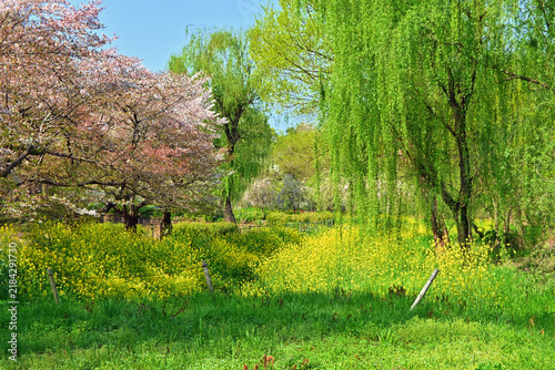 桜と菜の花広がる春の公園