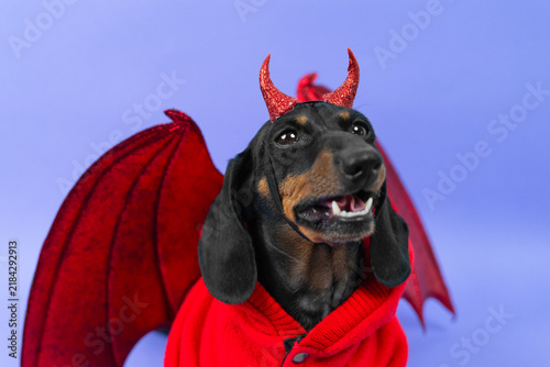 Foto A black and tan dachshund dog wears glittery red horns, felt bat wings and a knitted crimson cardigan against a violet backdrop, mouth open with a raised tooth, an idea for pet costume retail