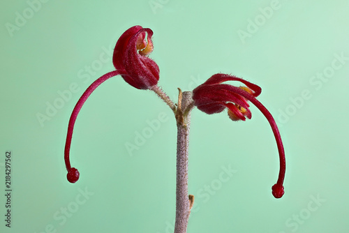 Grevillea Flower Red Variety