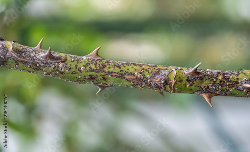 Fotografie Close up of rose scale (Aulacaspis rosae) on a rose cane