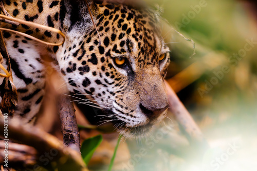 Fotografie Jaguar (Panthera onca) crouched low in bank vegetation with both amber eyes open