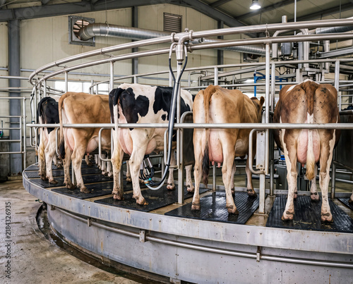 Dairy cows stand on a rotary milking platform in a parlor