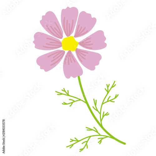コスモスの花イラスト