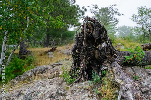 Foto the large, exposed root system of an uprooted tree resting on a rocky forest slo