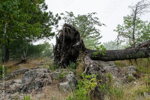 a large fallen tree with its root system fully exposed and upturned resting on a rocky outcrop. environment background. 