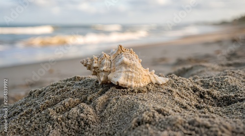 Spiked seashell resting on a textured pile of sand at the beach, side view, with soft natural light, blurred ocean and sky background, tranquil coastal scenery