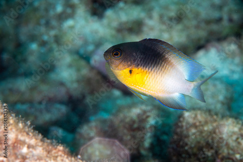 Bicolor damselfish swimming on a shallow coral reef habitat inside a Florida Keys sanctuary