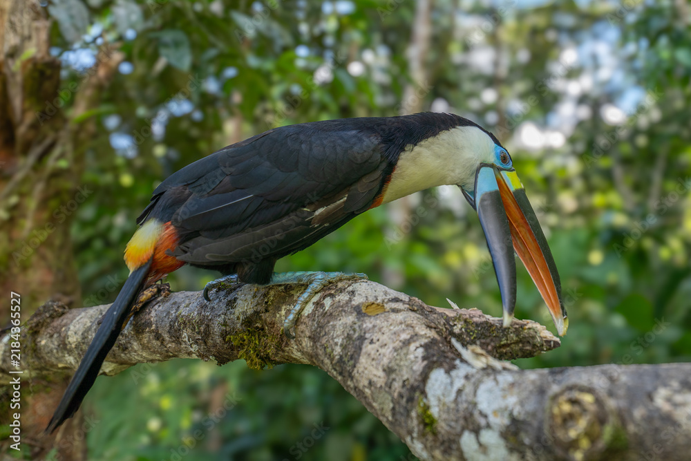 Obraz premium White-throated Toucan (Ramphastos tucanus) Perched on a Tree: A Near-passerine Bird in Ramphastidae Family