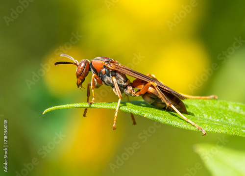 Closeup Profile of a Red Paper Wasp Perched on a Leaf