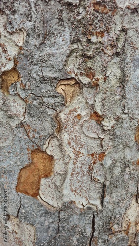 tree bark texture