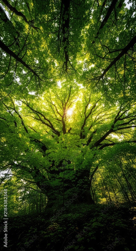 Obraz premium Looking up at a massive tree canopy from the forest floor, vibrant green leaves glow under bright sunlight filtering through the branches, nature, branches, low angle