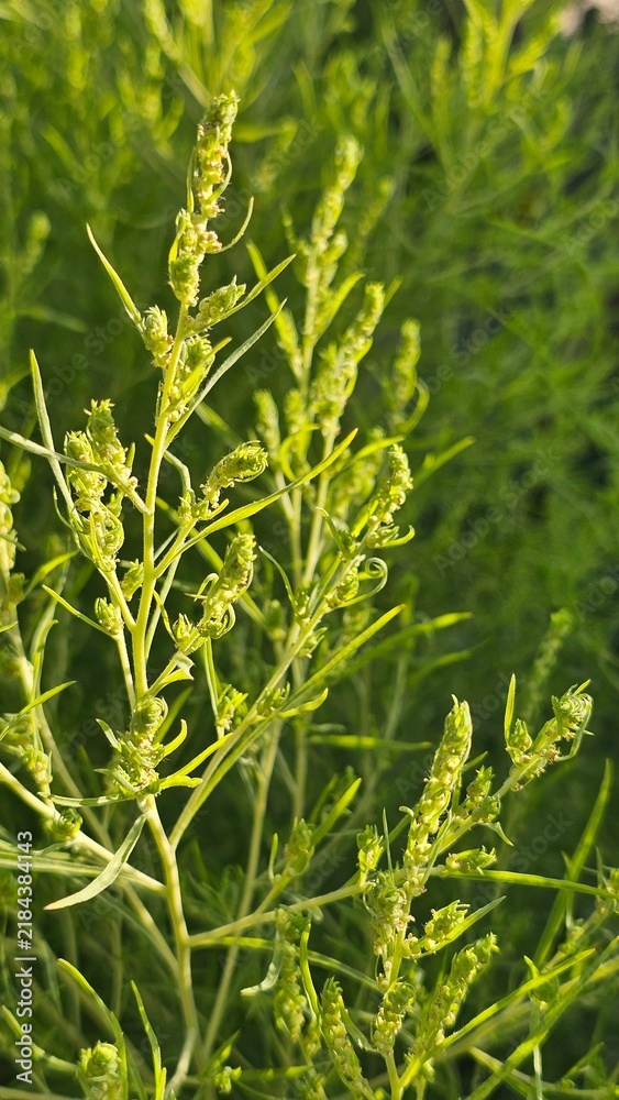 Obraz premium Close-up of vibrant green tarragon plant buds in bright natural sunlight.