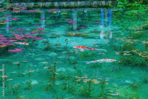 透き通るエメラルドグリーンの池を泳ぐ色鮮やかな錦鯉と睡蓮の葉 モネの池 日本の風景