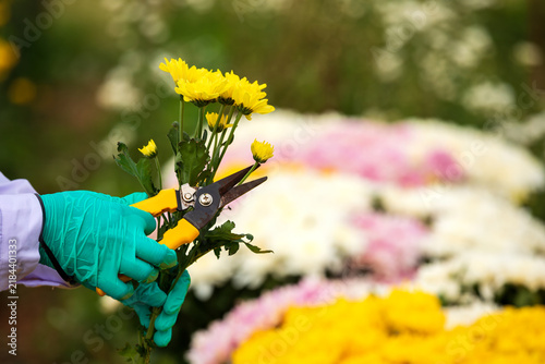 Принти на полотні Gloved horticulture worker pruning yellow chrysanthemum flowers with shears in n