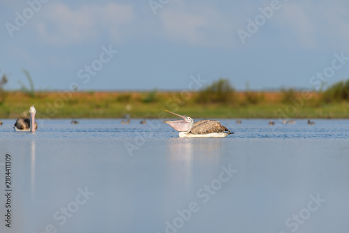 Fotografía A pelican swims in calm water with a reflection